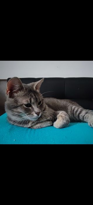 Młody kocur uciekł