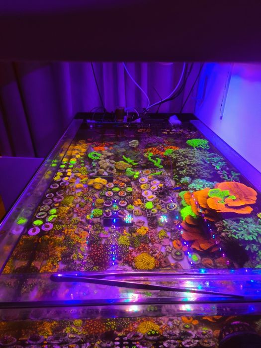 Koralowce różne rodzaje