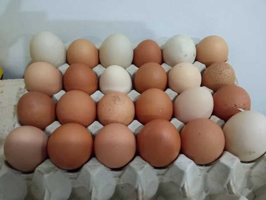 Ovos de codorniz gigante, galados ou para consumo. Não faço envios.