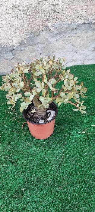 Planta Suculenta