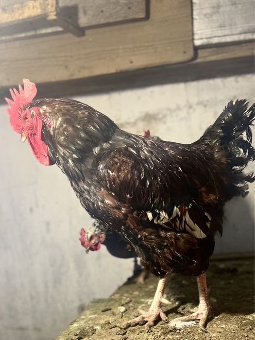 Інкубаційні яйця