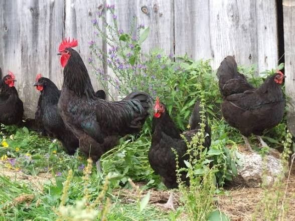 12 Ovos de  Galinha Preta Lusitânia raça autóctone  Portuguesa