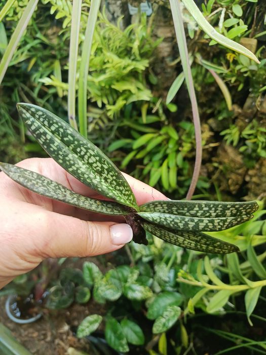 Орхідея paphiopedilum micranthum