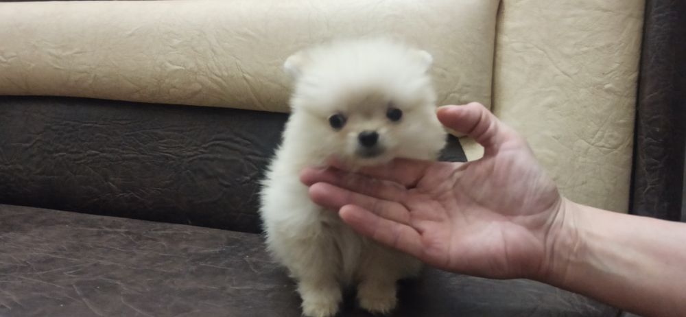 Мальчики и девочка померанского шпица.