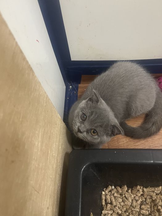 Scottish fold gatinho