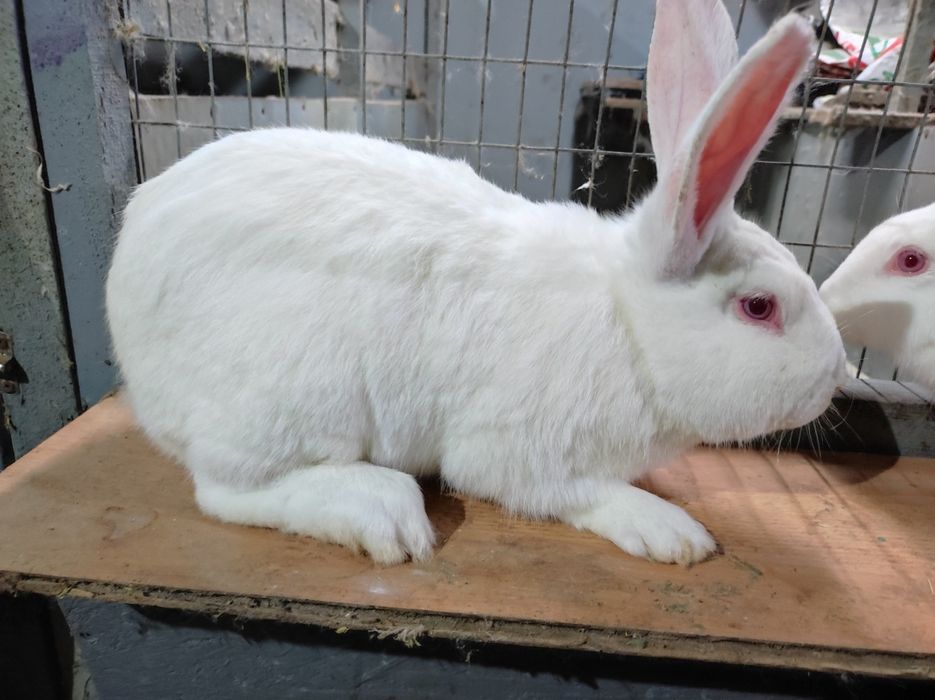 Термонська біла,Панон,Полтавське срібло