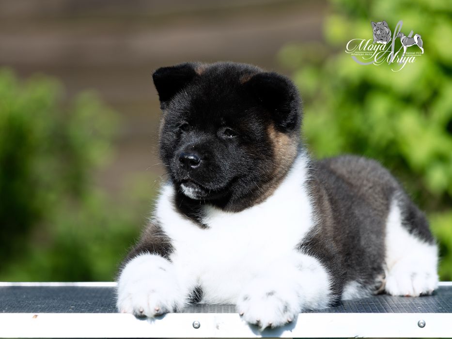 Американскька акіта/ американская акита / american akita