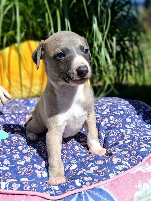 Chart angielski whippet pies Ziggy Zoom