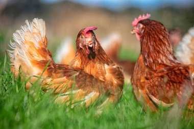 ІнкубацІйнІ  яйця -  ДОМИНАНТ Д 192