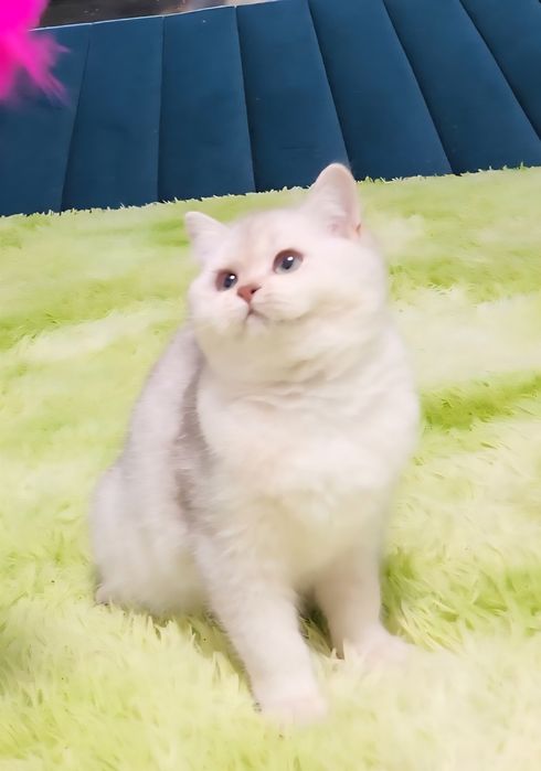 Шотландське кошеня срібна шиншила