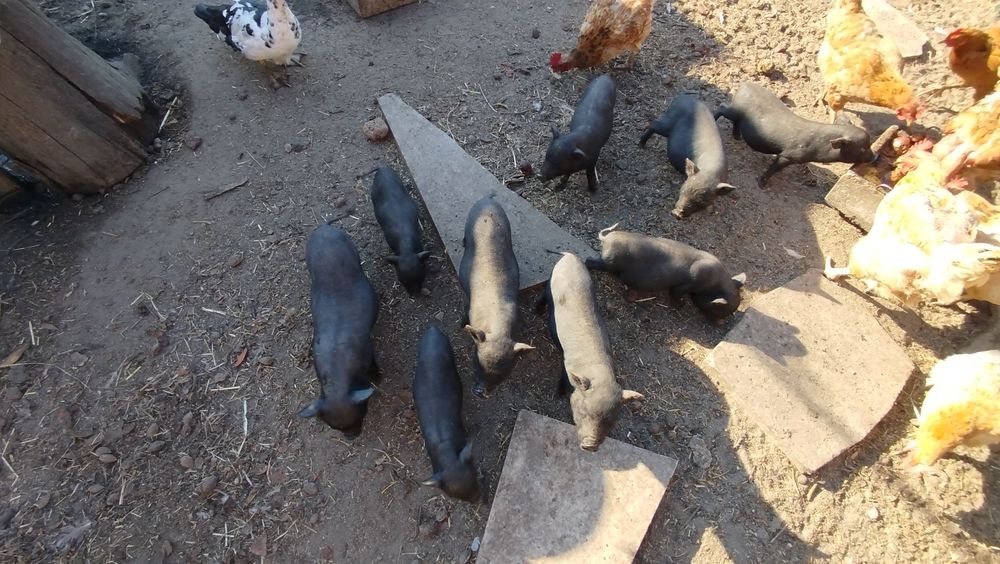 Porcos vietnamitas bebés