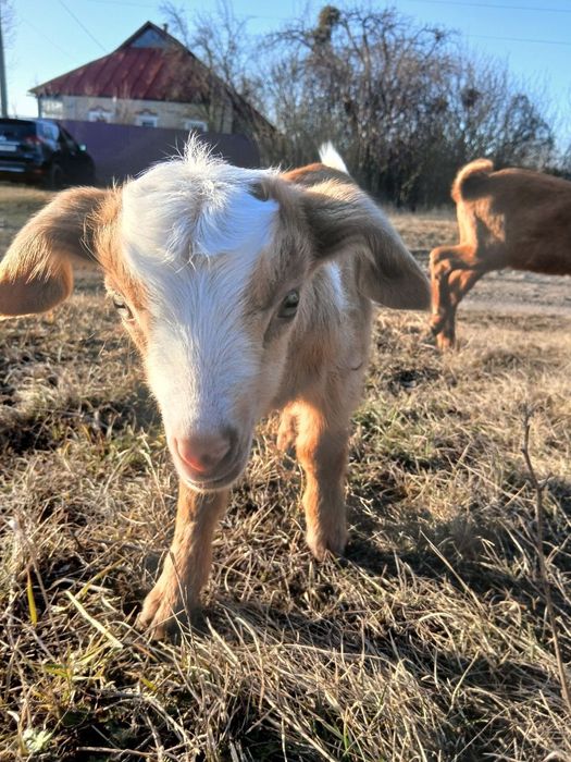 Продам чарівних  козенят