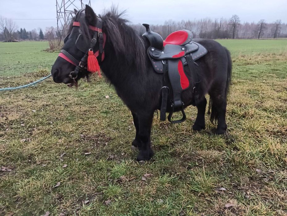 Sprzedam kucyka wałaszka