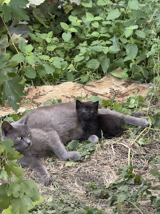 Заберіть кошеня до родини БЕЗКОШТОВНО