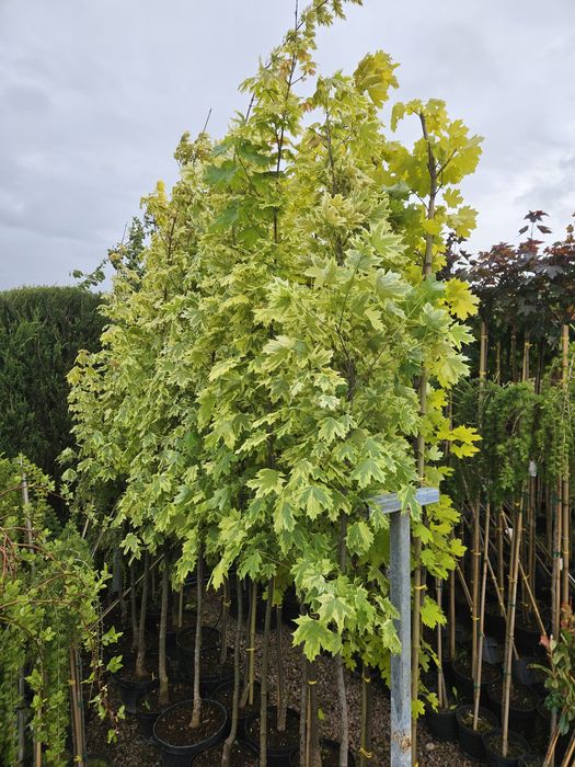 Tuja Tuje szmaragd 70 cm