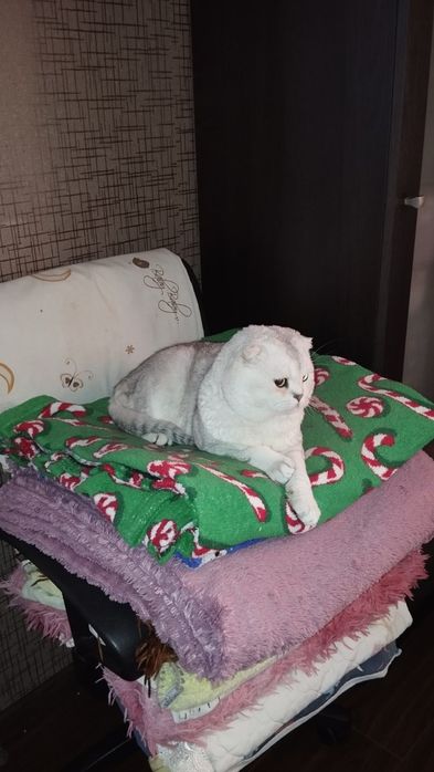 В'язка шотландець, срібна шиншила