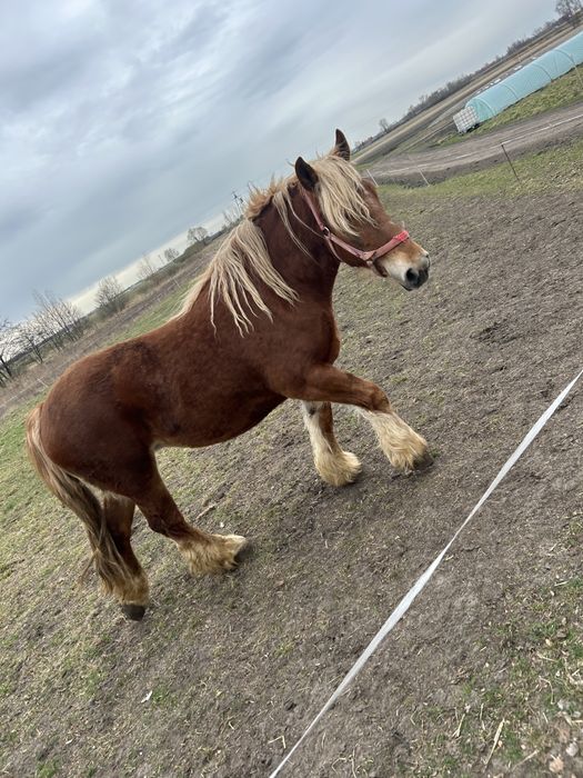 Kobyła polski koń zimnokrwisty