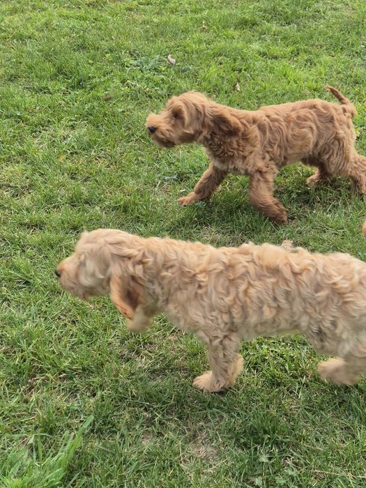 Cockapoo piesek .