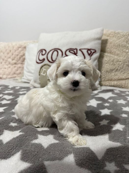 Maltańczyk Piesek Dior/ 1maj