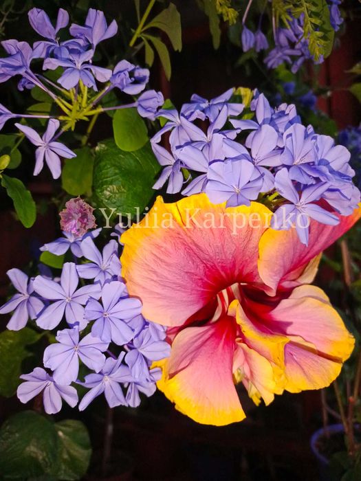 Плюмбаго блакитне голубое свінчатка свинчатка жасмін блакитний жасмин