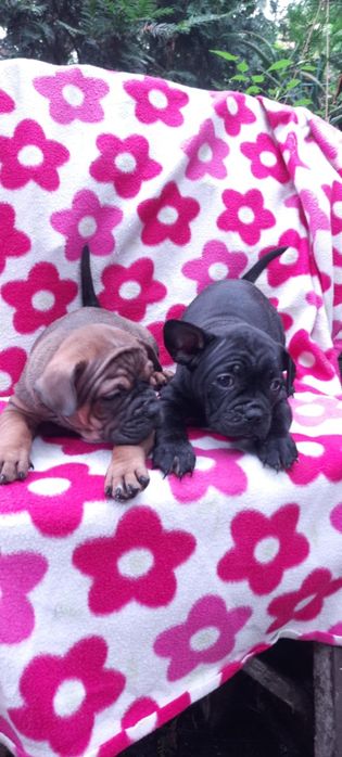 Чунцин, метис  китайского бульдога