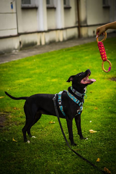 Suczka pitbull szuka domu , adopcja, staffik, amstaff