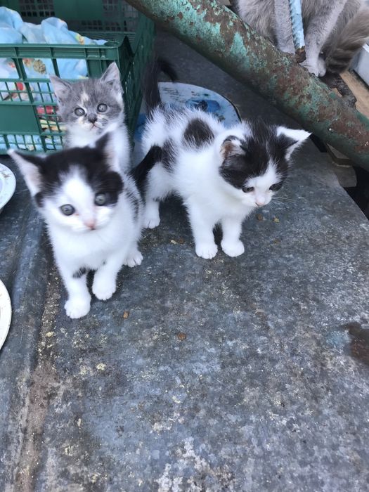 Котики в хороші руки