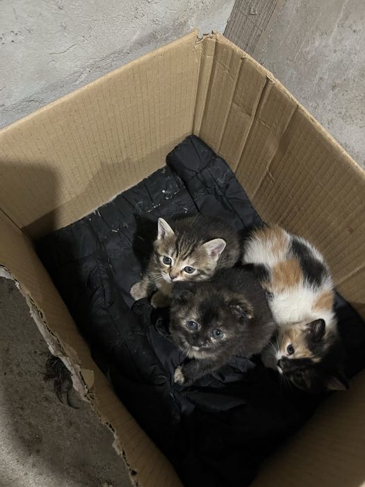Віддам котиків в добрі руки