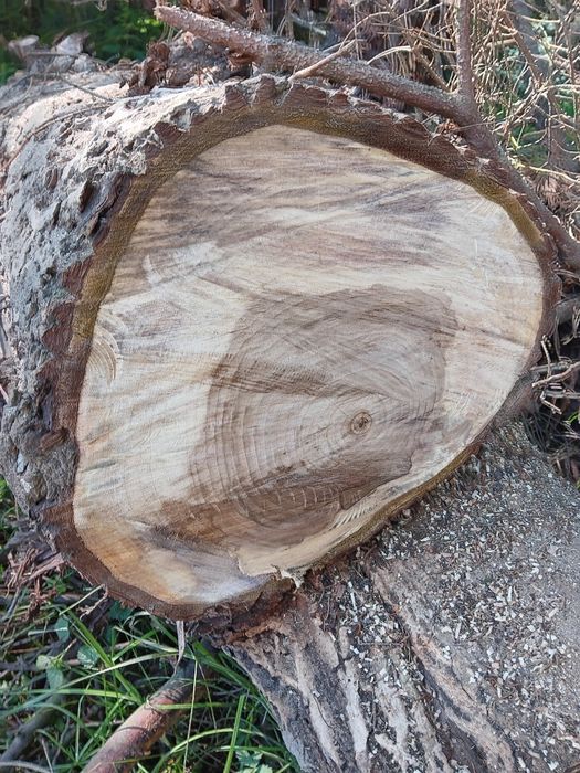 Drewno - orzech, pień i 2 kawałki