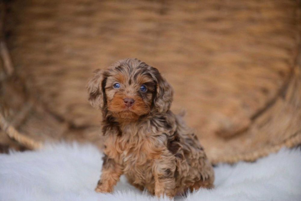 Cockapoo merle disponível