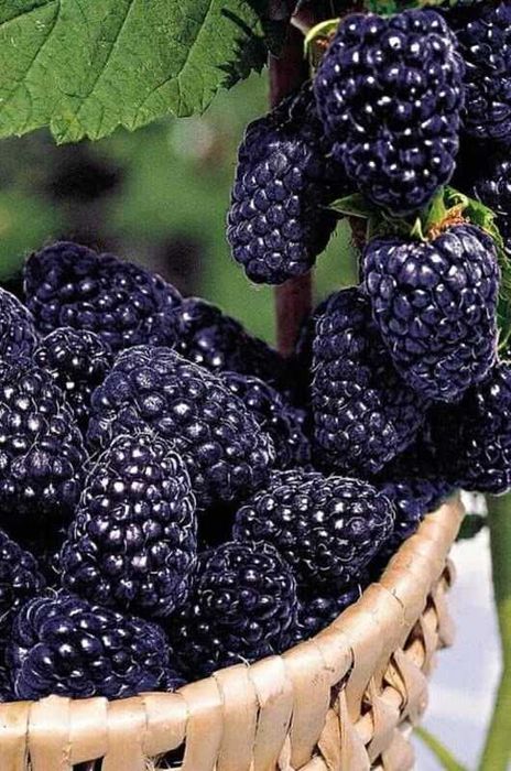 plantas de amora negra