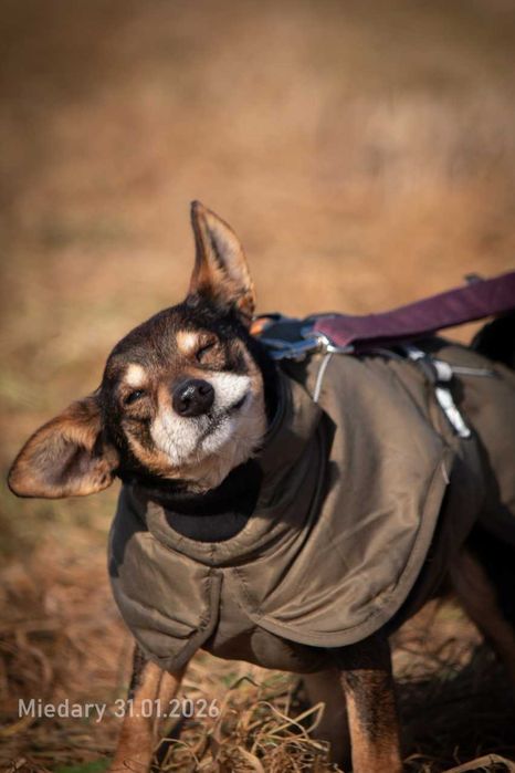 Edzio - miły, malutki piesek do adopcji.