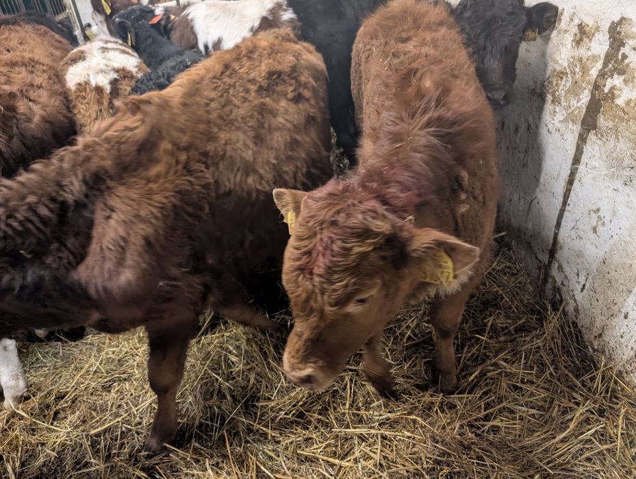 Sprzedam byczki 11 sztuk odchowane