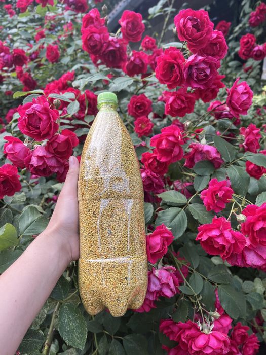 Якісний світлий бджолиний пилок 2025 року з власної пасіки, пыльца