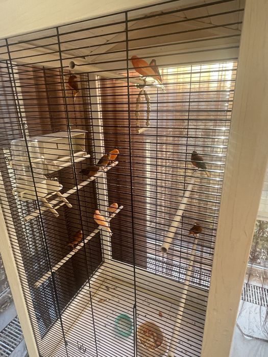 Канарейки самці і самки