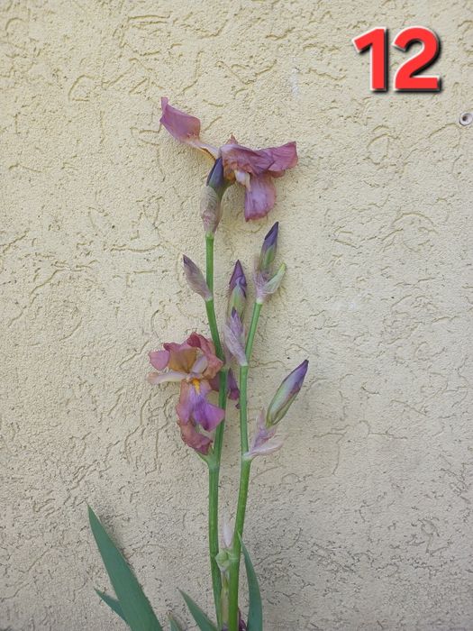 Іриси (13 сортів)