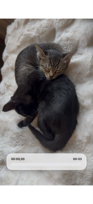 Duas gatinhas bebes - para adocao conjunta