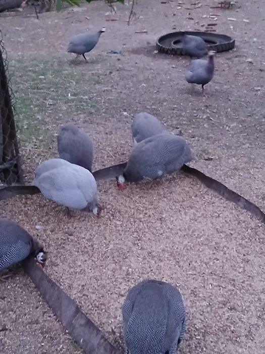 Цесарки. Цесарята.