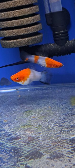 Mieczyki koi wagtail bardzo rzadkie