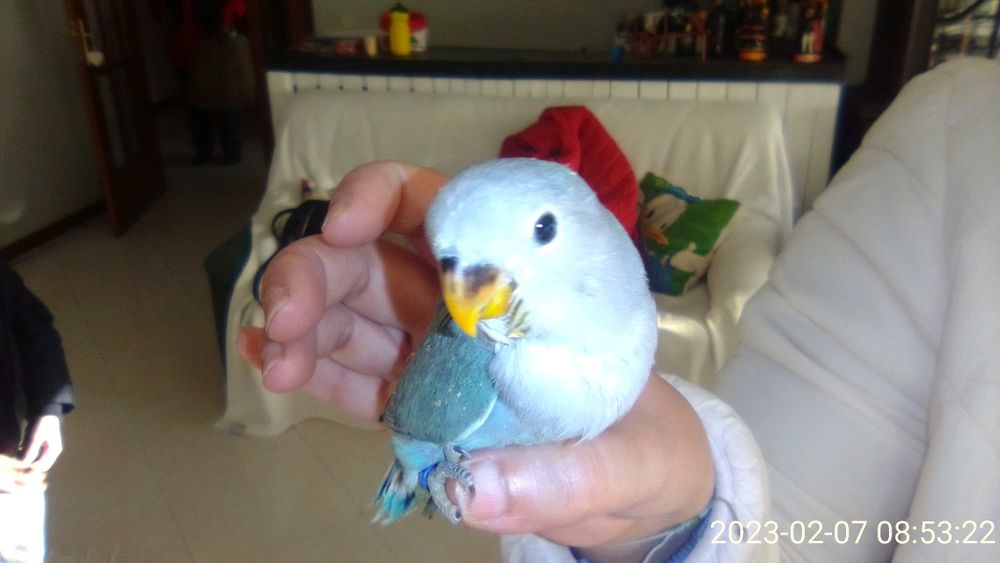 Agapornis domesticados