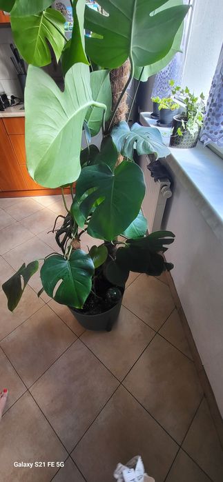 Duża    monstera