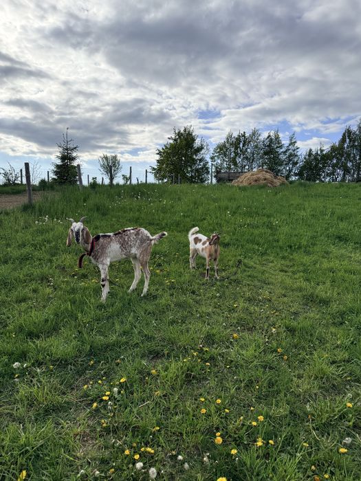 Sprzedam koze rasa mieszana