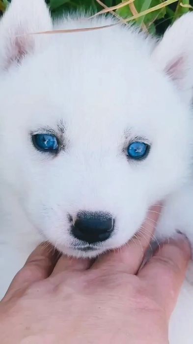 białe siberian husky ZKwP FCI