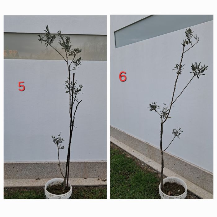 Oliveiras para jardim - vários tamanhos