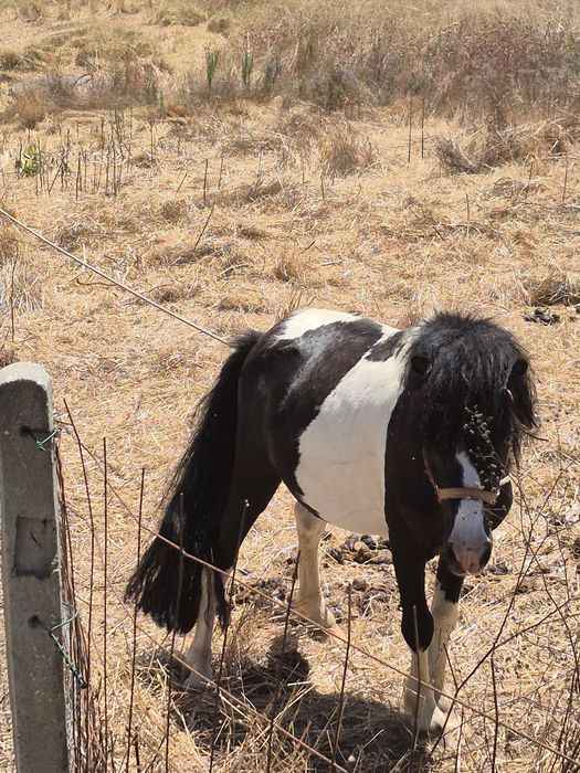 Ponei macho inteiro