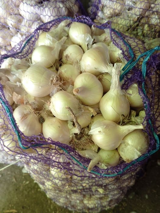 Цибуля кущівка біла