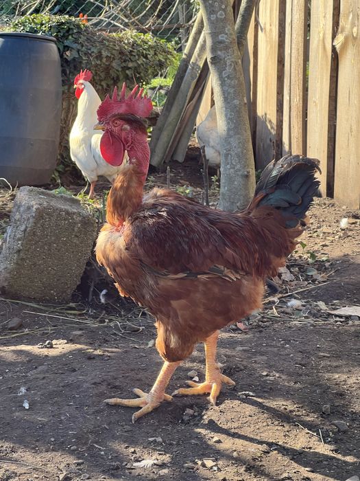 Ovos caseiros Biologicos