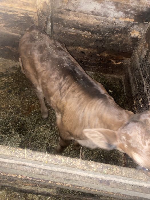 Продам теля 7 тижнів