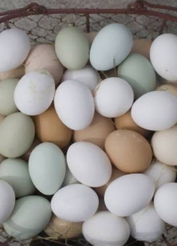 Jajka wiejskie zapraszam