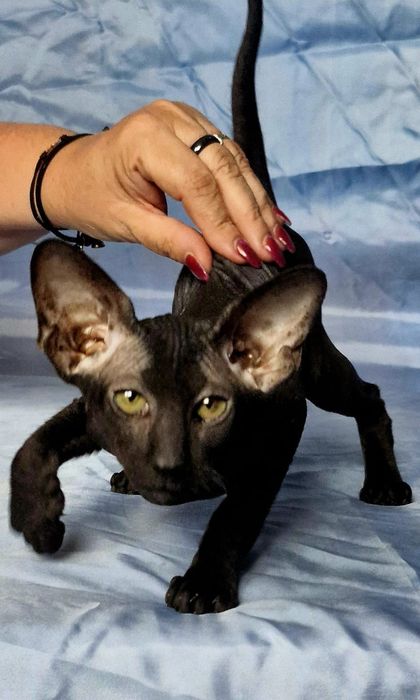 Peterbald kociak